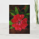 Suche nach dianthus karten Für sie