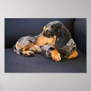 Suche nach dachshund poster Dackel