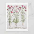 Suche nach hortus postkarten 17