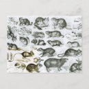 Suche nach rodentia Maus