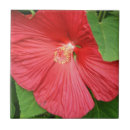 Suche nach magenta fliesen Natur