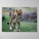 Suche nach löwe und löwin poster Tiere