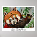 Suche nach roter panda poster Bär