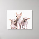 Suche nach kleinbetrieb leinwandbilder Hunde