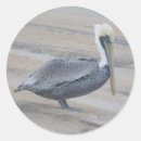 Suche nach pelikan aufkleber Tiere