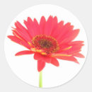 Suche nach roter gerbera aufkleber Für alle