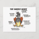 Suche nach harris hawk postkarten Vögel