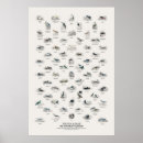 Suche nach wasservögel poster Wildtiere