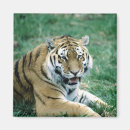 Suche nach bengalische katze magnete Bengalischer tiger