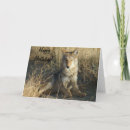 Suche nach kojoten Canis latrans