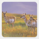 Suche nach antilopen aufkleber Wildtiere
