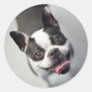 Suche nach lächelnde hunde aufkleber Lustig
