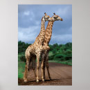 Suche nach giraffa camelopardalis poster Animal