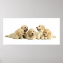 Suche nach goldener labrador poster Welpe