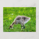 Suche nach adorable postkarten Bezaubernd