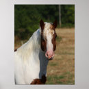 Suche nach haflinger poster Rasse
