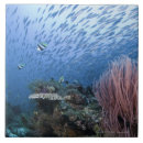 Suche nach schule der fische fliesen Tier