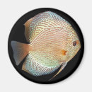 Suche nach discus Cichlid