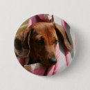 Suche nach glatte dackel buttons Welpe