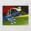 Suche nach surinam postkarten Frosch