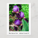 Suche nach pruple Blume