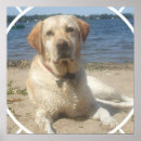 Suche nach gelber labrador poster Gelbes labrador retriever