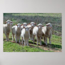 Suche nach kleines lamm poster Für alle