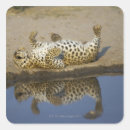 Suche nach pardus Horizontal