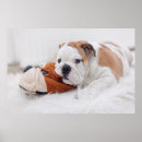 Suche nach bulldoggenwelpe Horizontal