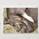Suche nach niedliches schwein einladungen Jede person