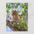 Suche nach owlet Baby