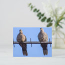 Suche nach zwei tauben postkarten Natur