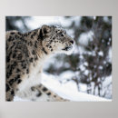 Suche nach schnee leopard poster Wildtiere