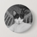 Suche nach meow buttons Tier