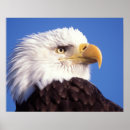 Suche nach alaska adler poster Tier
