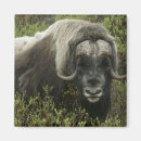 Suche nach alaska magnete Wildtiere
