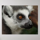 Suche nach lemur poster Foto