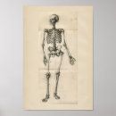 Suche nach human poster Bones