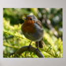 Suche nach vogelscheuche poster Natur