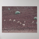 Suche nach wüsten poster Namibia