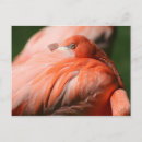 Suche nach rosa federn postkarten Tier