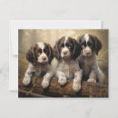 Suche nach sprungbrett postkarten Englisch springer spaniel