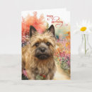 Suche nach cairns karten Cairn terrier