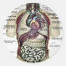 Suche nach anatomie aufkleber Medizinisch