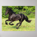 Suche nach friesisches pferd poster Bob sprache