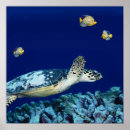 Suche nach sea life poster Meereswelt