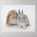 Suche nach zwergen poster Natur