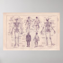 Suche nach anatomie poster Mensch