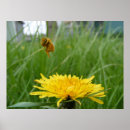 Suche nach honeybee poster Fliegen
