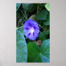 Suche nach himmelblau poster Blume